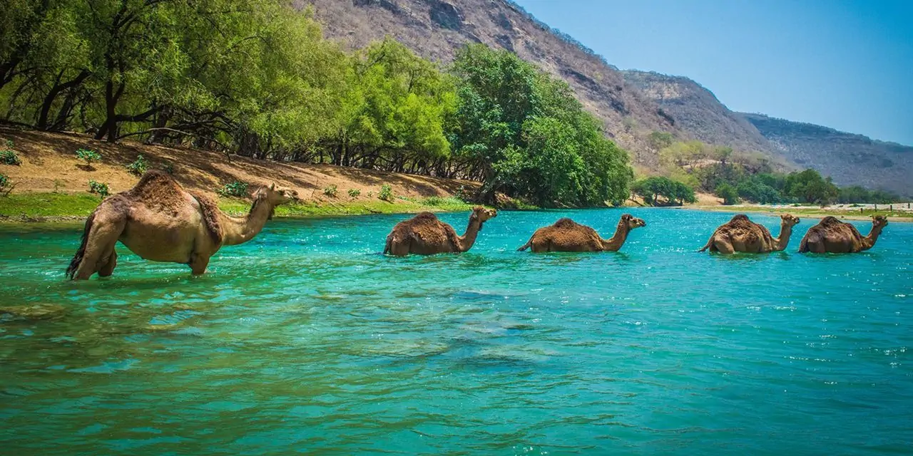 Réserver le tour Safari Salalah Ã  Oman