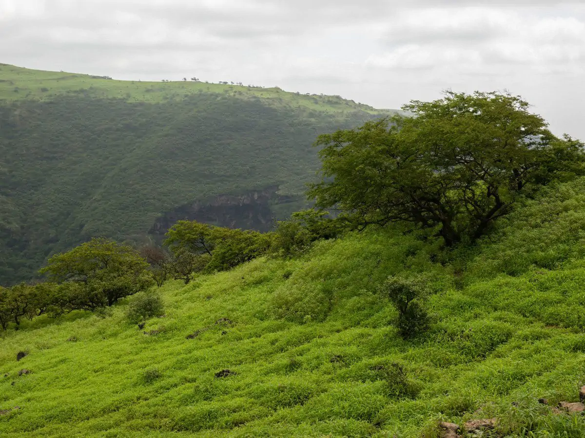 Réserver le tour Safari Salalah Ã  Oman